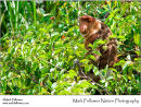 Male proboscis monkey Nasalis larvatus