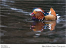 Mandarin duck Aix galericulata