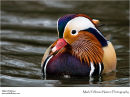 Mandarin duck Aix galericulata