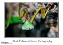 Unidentified mantid