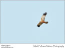 Marsh harrier Circus aeruginosus