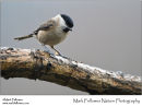 Marsh tit Poecile palustris