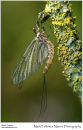 Mayfly Ephemera danica