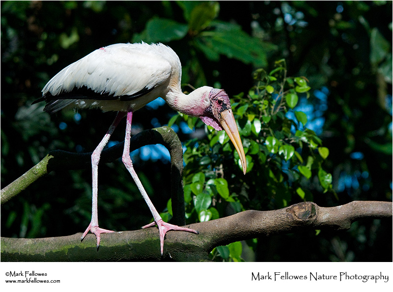 Milky stork <em>Mycteria cinerea</em>