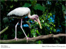 Milky stork Mycteria cinerea