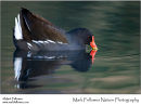 Moorhen Gallinula chloropus