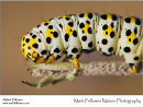Mullein shark caterpillar Shargacucullia verbasci