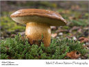 Unidentified mushroom