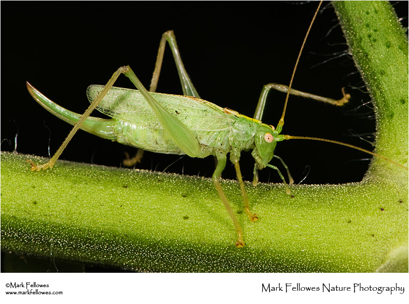 Oak bush-cricket <em>Meconema thalassinum</em>