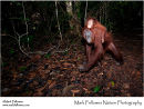 Bornean orangutan and baby Pongo pygmaeus