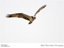 Osprey Pandion haliaetus