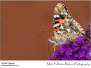 Painted lady Vanessa cardui
