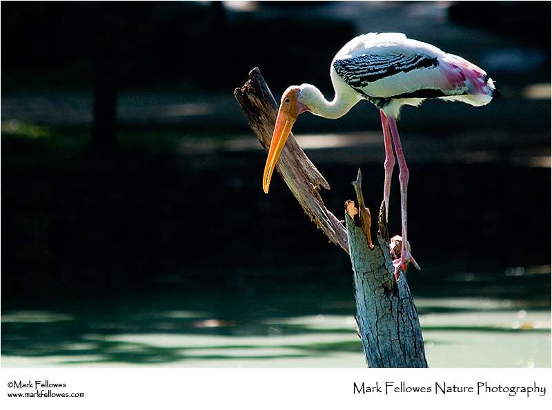 Painted stork <em>Mycteria leucocephala</em>