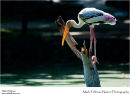Painted stork Mycteria leucocephala
