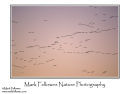 Pink-footed geese Anser brachyrhynchus at sunset