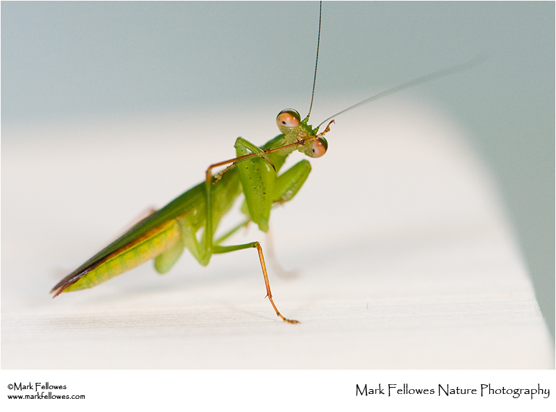 Praying mantis