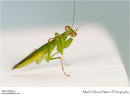 Praying mantis