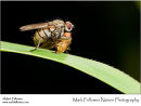 Predatory fly