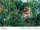 Proboscis monkey Nasalis larvatus and baby
