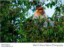 Male proboscis monkey Nasalis larvatus