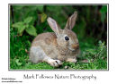 Young rabbit Oryctolagus cuniculus