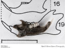 Brown rat Rattus norvegicus 