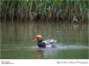 Male red-crested pochard Netta rufina