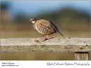 Red-legged partridge Alectoris rufa
