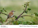 Red-backed shrike Lanius collurio