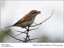 Red-backed shrike Lanius collurio
