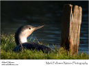 Red-throated diver Gavia stellata