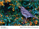 Redwing Turdus iliacus