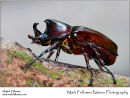 Rhinoceros beetle Megasomasp.