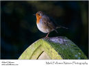 Robin Erithacus rubecula