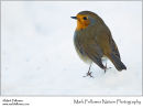 Robin Erithacus rubecula