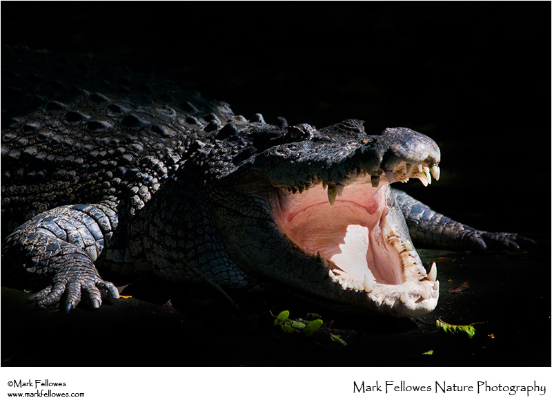 Salt-water crocodile <em>Crocodylus porosus</em>