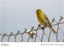 Serin Serinus serinus