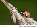 Seven spot ladybird Coccinella septempunctata