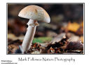 Amanita eliae
