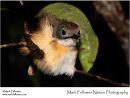Short-tailed babbler Malacocincla malaccensis