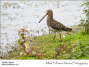Snipe Gallinago gallinago