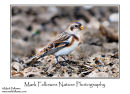 Snow bunting Plectrophenax nivalis