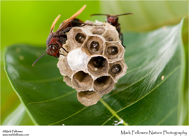 Social wasp