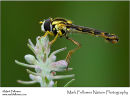 Sphaerophora scripta