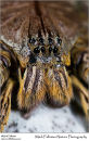 Sparassid spider