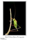 Speckled bush-cricket Leptophyes punctatissima