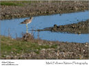 Stone curlew Burhinus oedicnemus