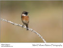 Stonechat Saxicola rubicola