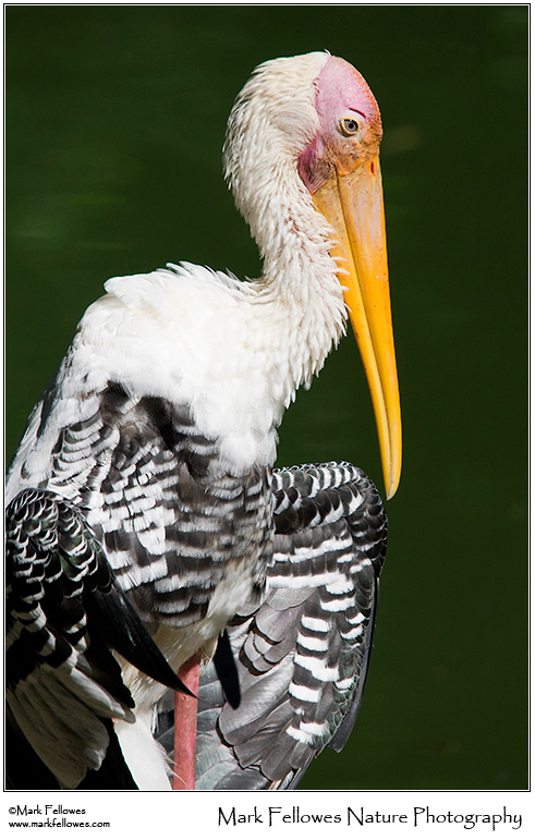 Painted stork <em>Mycteria leucocephala</em>