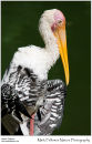 Painted stork Mycteria leucocephala